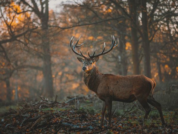 red stag