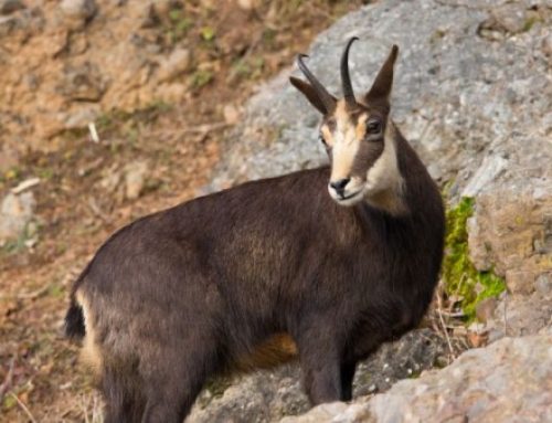 Dust in the Carpathians: the Wild Charm of RomaniaPublished On: Giugno 23, 2025