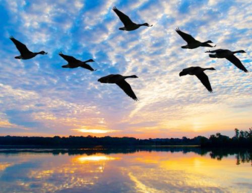 The Great Journey: When Geese Paint the Autumn SkyPublished On: Luglio 9, 2025