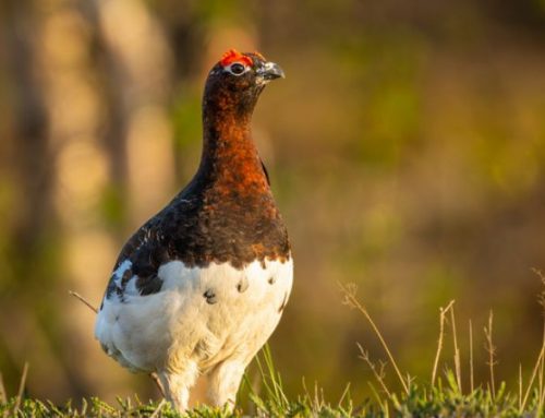 Wild Norway: Hunting and Dreams Among Tundra, Ptarmigan, and Pointing DogsPublished On: Luglio 18, 2025