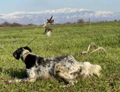 North Macedonia: hunting turtle doves and wood pigeons in the Bitola ValleyPublished On: Luglio 22, 2025