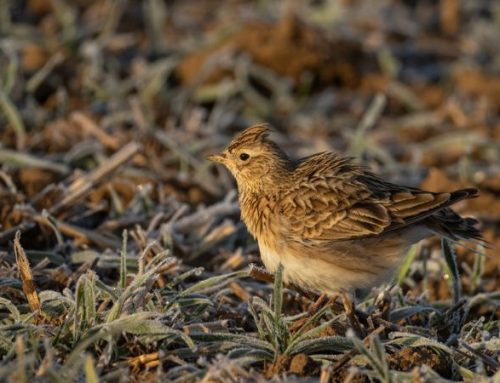 Skylark hunting in Romania: the magic of migration in the fields of BrăilaPublished On: Agosto 7, 2025