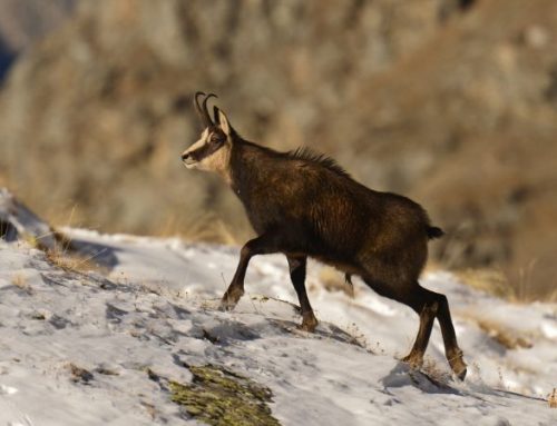 Trophy Hunting in Italy: Exclusive Roe Deer, Red Stag & Chamois Hunts with MontefeltroPublished On: Agosto 15, 2025