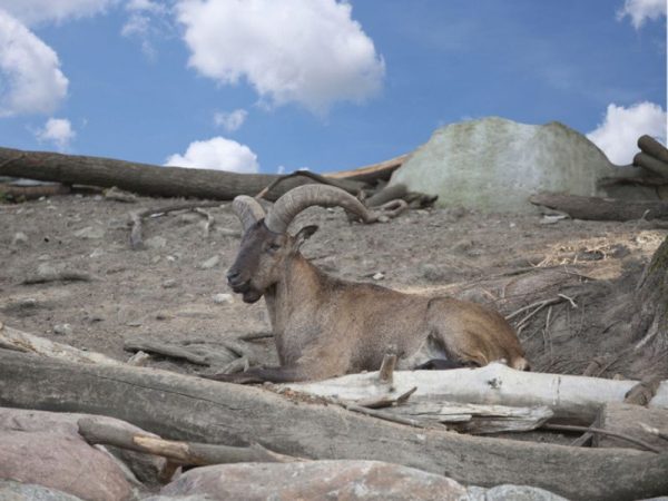 Hunting the Dagestan Tur