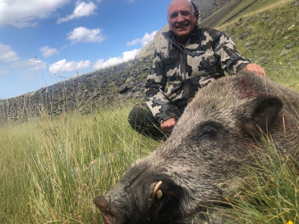 the giant wild boars of Dagestan