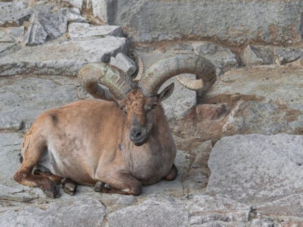 Hunting the Tur in Dagestan
