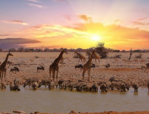 Hunting and Family Adventure in Namibia: From Antelope Safari to the Mad Max ExperiencePublished On: Ottobre 6, 2025