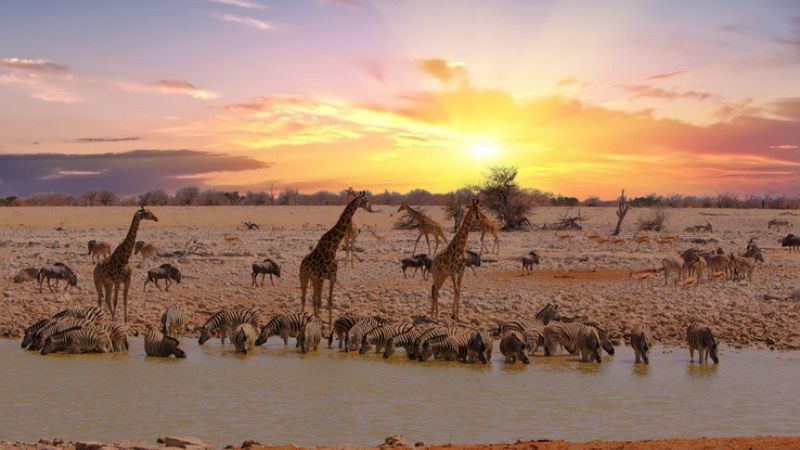 Antelope Hunting and Safari in Namibia