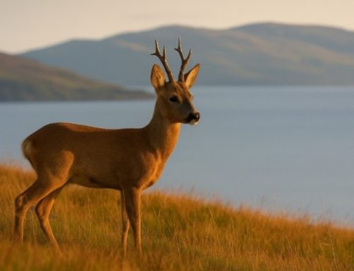 On the Isle of Bute, between sea and hills: the roe deer hunt as an ancient ritual.Published On: Ottobre 29, 2025