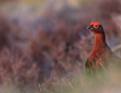 Grouse hunting in England and Scotland: an overview of the Kings’ huntPublished On: Novembre 25, 2025