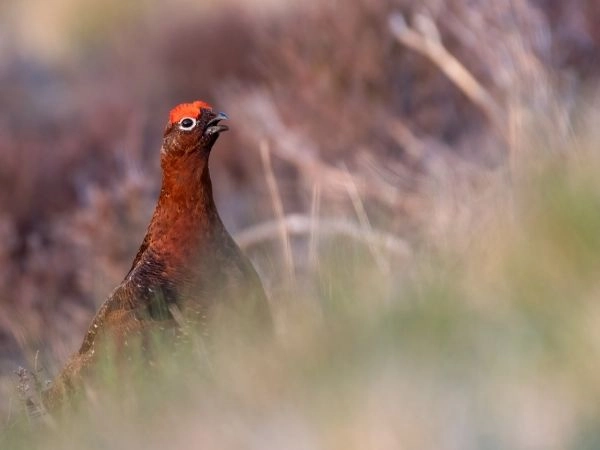 red-grouse