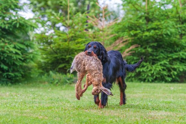 Setter-gordon-hunting-a-hare