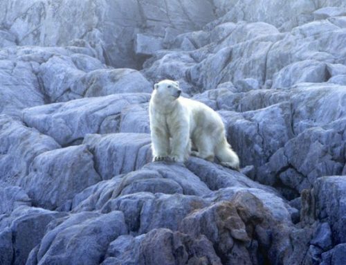 Polar Bear Hunting at the North Pole: Between Myth, Adventure, and SurvivalPublished On: Dicembre 16, 2025