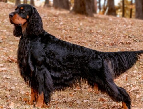 The Gordon Setter: The Noble Hunter of the Scottish HighlandsPublished On: Dicembre 23, 2025