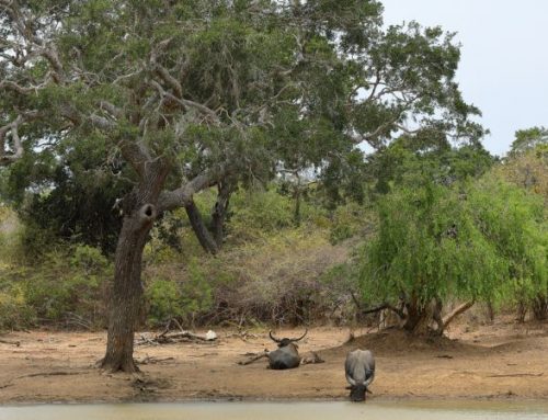 Buffalo in the Water: Antonio R.’s African Hunt in the Marshlands of MozambiquePublished On: Dicembre 9, 2025