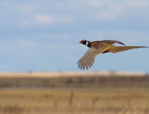 The Pheasant: From Its Origins in China to the Montefeltro Estates in ItalyPublished On: Gennaio 14, 2026