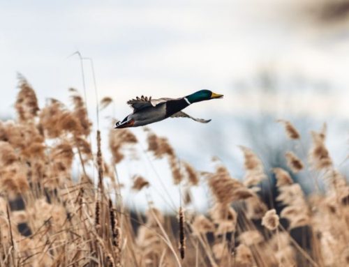 Wing Shooting in South Africa: An Adventure Through Wild Nature, History, and TraditionPublished On: Gennaio 7, 2026