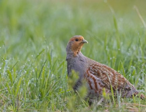 Grey Partridge Hunting in England and Scotland: A Heritage to ProtectPublished On: Gennaio 21, 2026