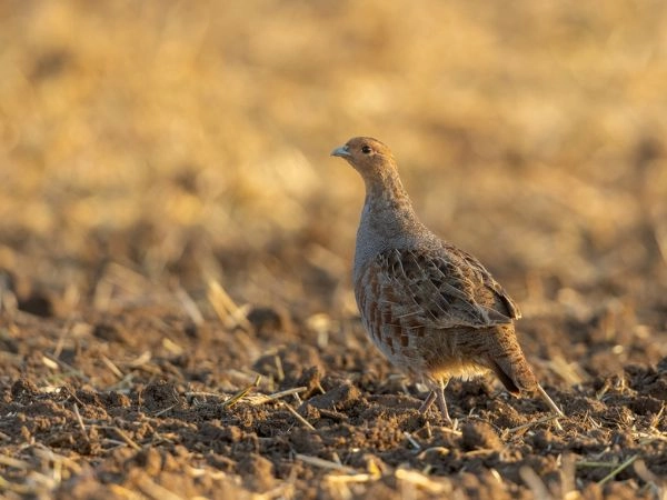 Grey Partridge