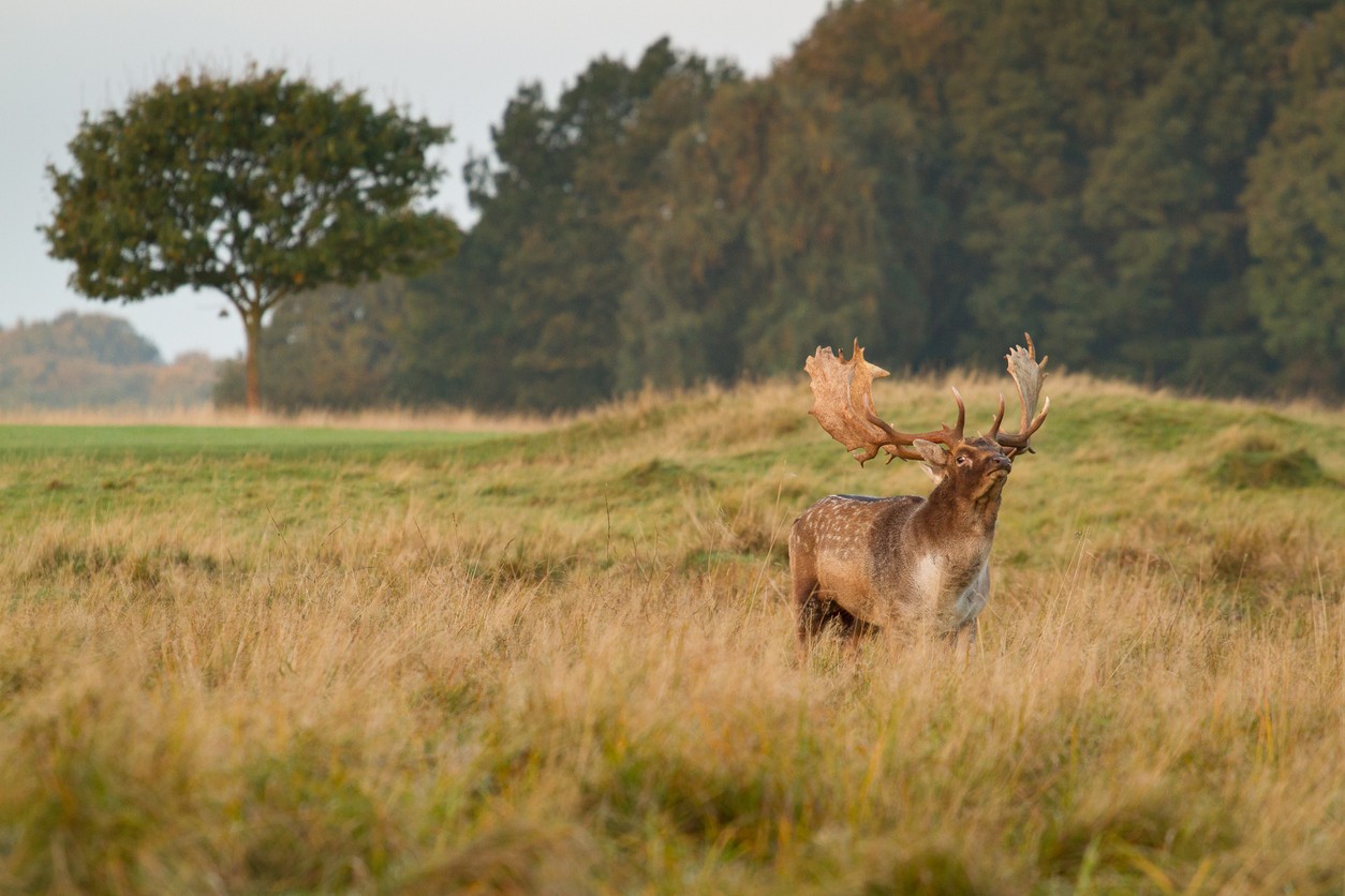 Fallow deer hunting in Tuscany