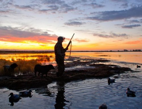Romania, the Beating Heart of Migration: Goose and duck Hunting Along the DanubePublished On: Febbraio 25, 2026