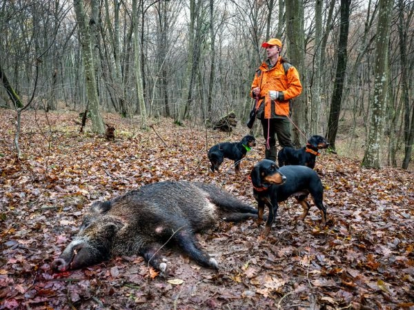 boar hunting 