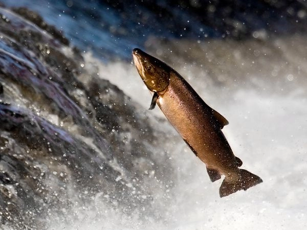 Icelandic Atlantic salmon