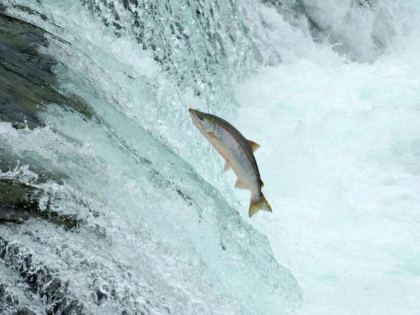 Salmon Fishing in Alaska