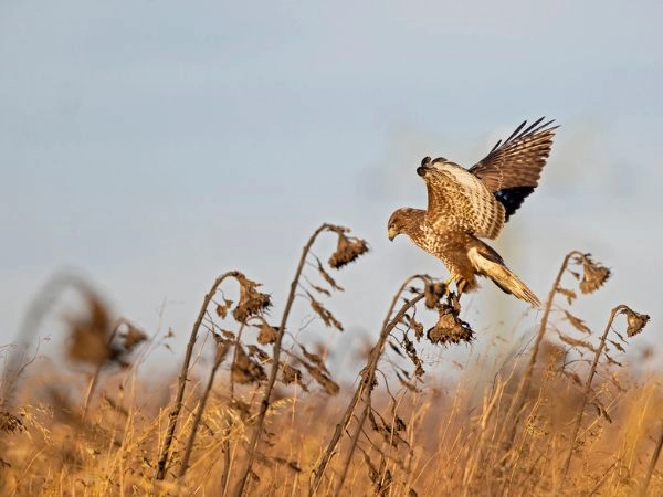 caccia alla beccaccia