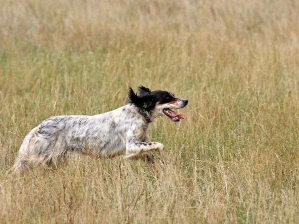 english setter