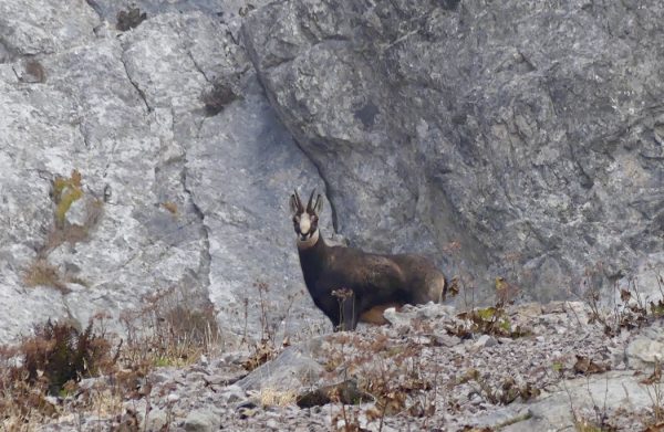 Alpine-Hunting-in-Europe-a-male-chamois-on-the-rocks