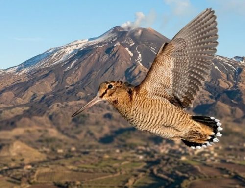 Southern Italy and the Mediterranean Islands: Wild Landscapes and Migratory RoutesPublished On: March 8, 2026