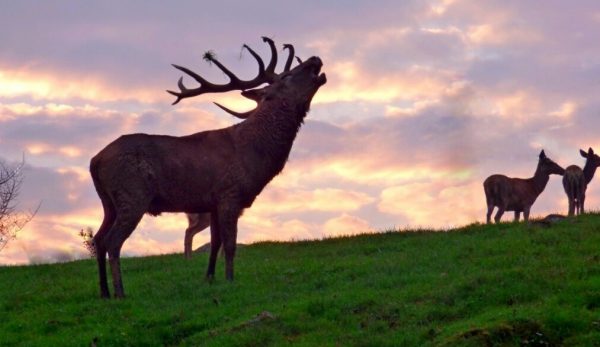 Hunting-in-the-alps-the-deer-rut