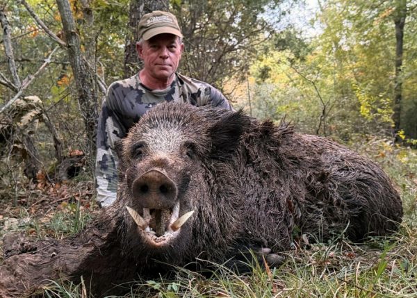 Italian-wild-boar-with-huge-tusks-hunted-with-Montefeltro