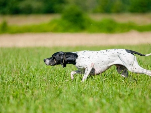 pointing dog