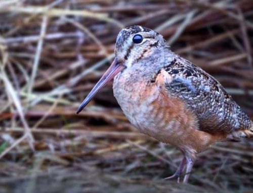 The Charm of Woodcock HuntingPublished On: March 18, 2026