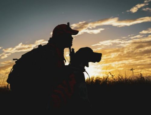 Reserve Hunting in Tuscany: The Renaissance of Tenuta Il Calcione, Between Lucignano and the Val di ChianaPublished On: Marzo 4, 2026