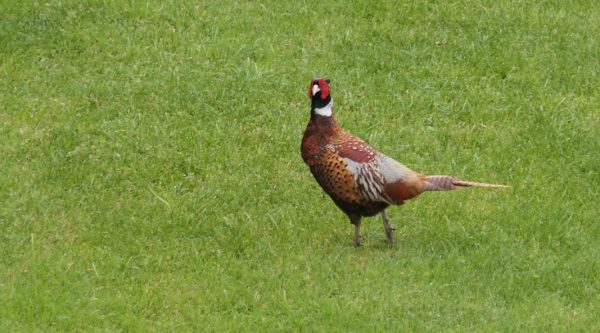 hunting-phaesants-in-La-Montefeltro-Hunting-estate