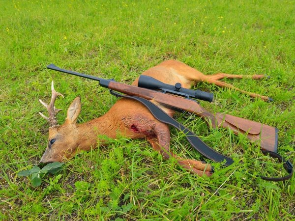 roe deer taken
