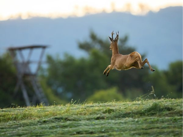 roe deer hunting
