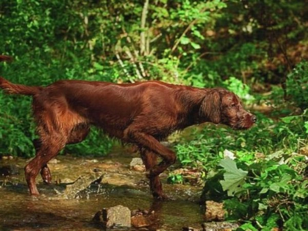 irish Setter 