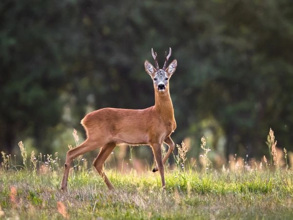 Roe deer