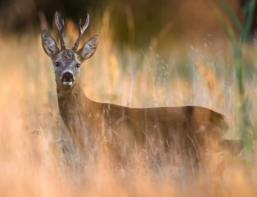 The Roe Deer: A Guide to Ethical HuntingPublished On: April 15, 2026
