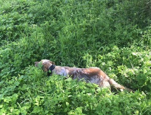 Get Ready for the 2026/2027 Hunting Season at La Montefeltro Hunting Reserve in RivergaroPublished On: April 9, 2026