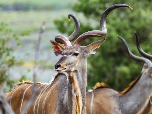 Kudu it uses terrain intelligently.