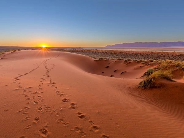The Kalahari and open bush areas require glassing, patience, and intelligent use of terrain.
