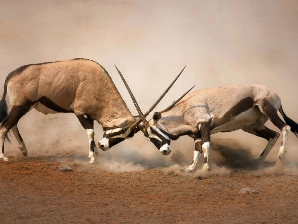Plains game is hunting where the environment is in control.