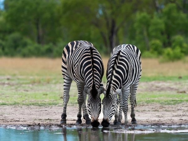 If you want the Africa you feel in your chest, go to Zimbabwe.