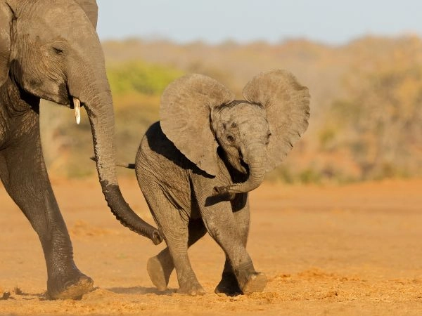 If you do everything right, Africa gives you a gift: not a trophy, but a living memor.