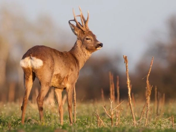 Calling roe deer with a beech leaf requires a deep understanding of the animal and its environment.